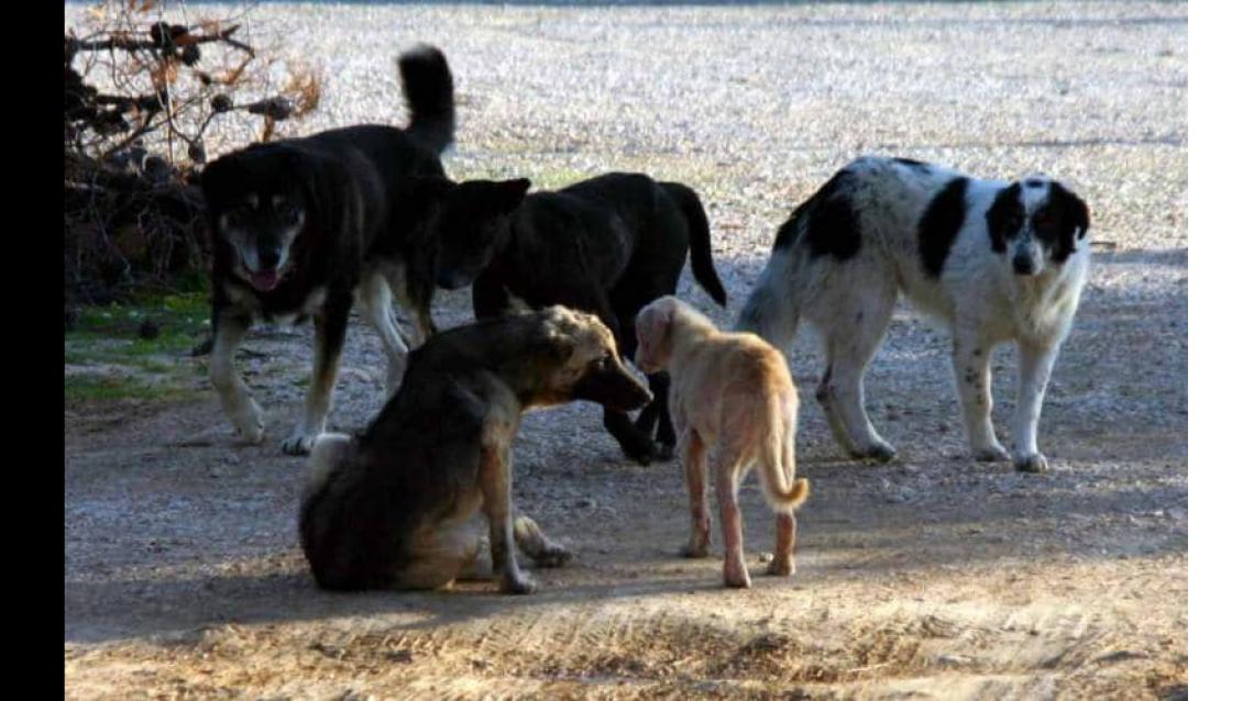 Έγινε η ανάθεση από το Δήμο Ωραιοκάστρου με την Απόφαση 77 για τα αδέσποτα